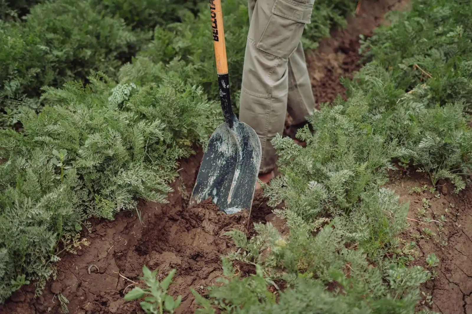 How to Prepare Organic Beds on Chester's Clay Soil