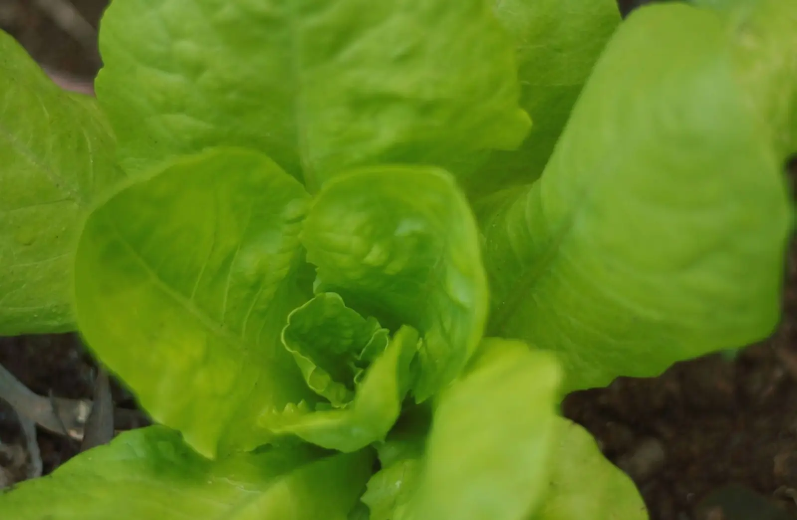 Choosing the Right Seeds for a Northern Growing Season
